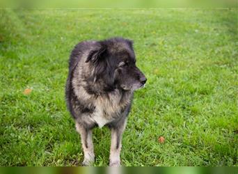 Greta – Großer Hund mit großem Herzen