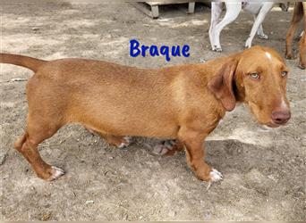Braque 11/2022 (ESP - Pflegestelle) - verspielter Mischlingsrüde
