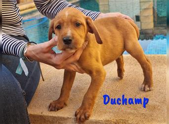 Duchamp 11/2022 (ESP) - verspielter und verschmuster Junghund!