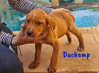 Duchamp 11/2022 (ESP) - verspielter und verschmuster Junghund!