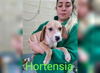 Hortensia
