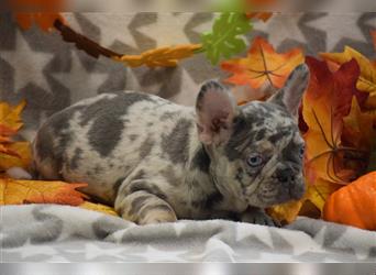 Wunderschöne & Freiatmende Französische Bulldogge Rüde auf Familiensuche