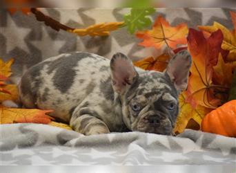Wunderschöne & Freiatmende Französische Bulldogge Rüde auf Familiensuche