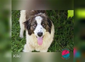 Kiki- großer Hund, großes Herz, große Aufgabe