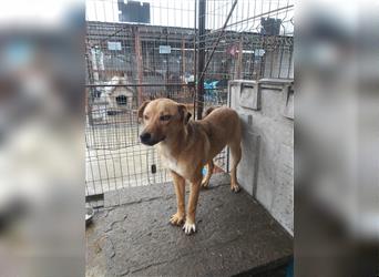 Hundejunge Georg sucht noch seine Familie *mit aktuellem Video