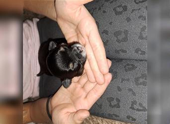 Wunderschöne schwarze Langhaar Hündin 5 Wochen alt