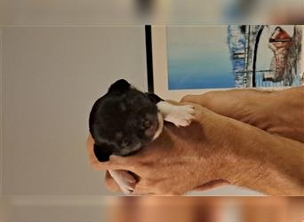 Wunderschöne schwarze Langhaar Hündin 5 Wochen alt