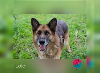 Loic – Dein Partner mit der grauen Schnauze
