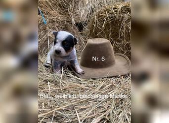 Reserviert! -Australian Cattle Dog Welpe