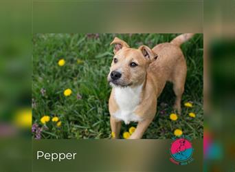 Pepper – für die richtige Würze in deinem Leben
