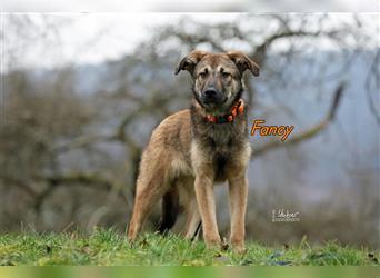 Fancy 04/2022 (Deutschland Pflegestelle) - verträglicher Griffon-Schäferhund-Hirtenhund-Mix sucht!