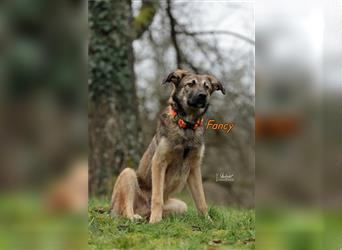 Fancy 04/2022 (Deutschland Pflegestelle) - verträglicher Griffon-Schäferhund-Hirtenhund-Mix sucht!