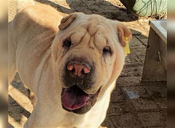 BUSTER - lieber Kerl sucht seinen für-immer-Menschen für ein glückliches Hundeleben