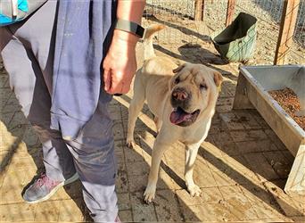 BUSTER - lieber Kerl sucht seinen für-immer-Menschen für ein glückliches Hundeleben