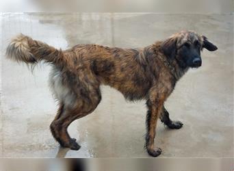 Oriana - Angsthündin sucht dringend erfahrenes Zuhause mit souveränem Ersthund