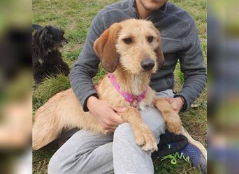 Leanny, schon in Deutschland, jung, aufgeschlossen, prima mit allen Hunden, sucht Familie
