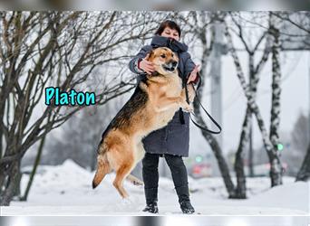 Platon 03/2019 (RUS) - menschenbezogener und lernfähiger Schäferhund-Mix