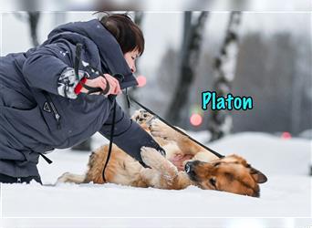 Platon 03/2019 (RUS) - menschenbezogener und lernfähiger Schäferhund-Mix