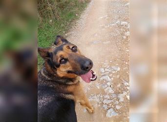 Schäferhund Balu sucht ein Zuhause