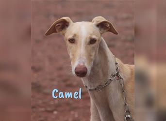 Camel 06/2021 (POR - Pflegestelle) - ruhiger und liebevoller Galgo