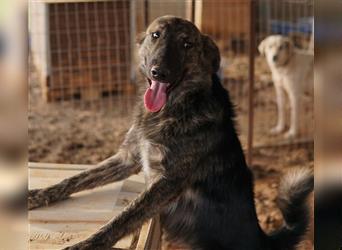Urius, geb. ca. 06/2022, lebt in GRIECHENLAND, auf einem Gelände, auf dem die Hunde notdürftig verso