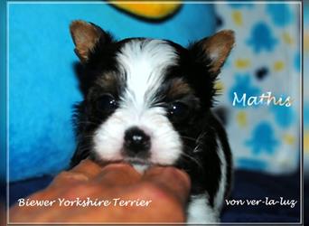 Biewer Yorkshire Terrier Rüde- Welpe