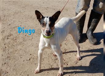 Dingo 05/2016 (ESP) - sozial verträglicher und verschmuster Ratonero Bodeguero Andaluz