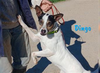Dingo 05/2016 (ESP) - sozial verträglicher und verschmuster Ratonero Bodeguero Andaluz