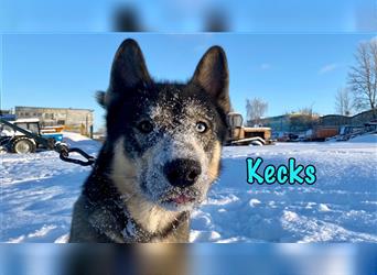 Kecks 03/2022 (RUS) - aktiver und menschenfreundlicher Husky-Mix