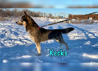 Kecks 03/2022 (RUS) - aktiver und menschenfreundlicher Husky-Mix