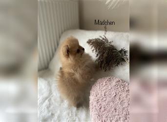 Zuckersüße Pomeranian  Welpen