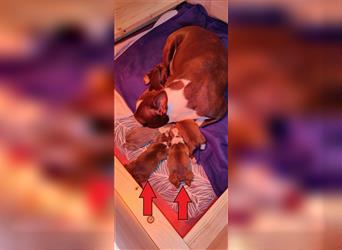 2 reinrassige Boston-Terrier Welpen (Rüden) Ende April abzugeben