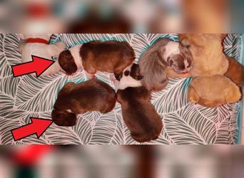Reinrassiger Boston-Terrier Welpe (Rüde) ist Ende April abzugeben