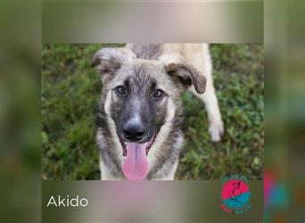 Akido – Sportlicher Hund sucht sportliche Menschen
