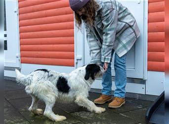 ♥Diesel♥ verschmuster, menschenbezogener Junghund 48cm -neu auf Pflegestelle bei Köln
