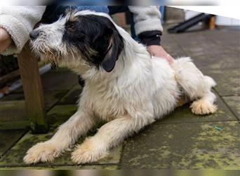 ♥Diesel♥ verschmuster, menschenbezogener Junghund 48cm -neu auf Pflegestelle bei Köln