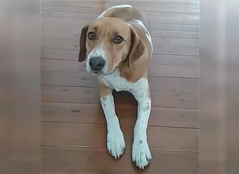 lieber Familienhund BUKSI - 5 Jahre, 44cm - Beagle-Mix