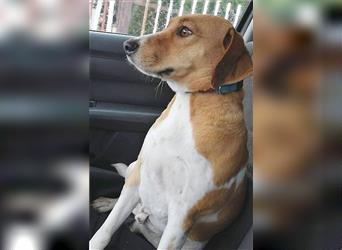 lieber Familienhund BUKSI - 5 Jahre, 44cm - Beagle-Mix