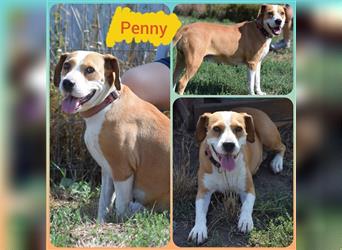 Penny, liebe und aktive Beagle-Mix-Hündin, geb. 12/2018