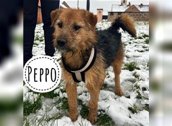 Peppo ein Hund für Anfänger
