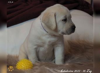 Labrador Welpe in gelb, Mädel Bf s-vt