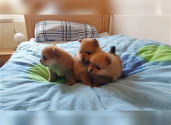 Wunderschöne Reinrassige Pomeranian Zwergspitz-Welpen, Bärchen Typ,  suchen ein neues Zuhause