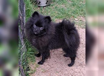 Süsse Pomeranian-Chihuahua (Pomchi) Welpen, 2 Mädchen und 1 Rüde noch frei