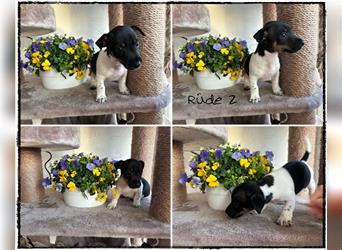 Jack Russell Terrier Welpe (aktuelle Bilder vom 17.03.2023)