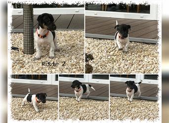 Jack Russell Terrier Welpen (aktuelle Bilder vom 17.03.2023)