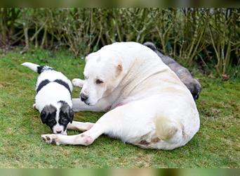Herden-Schutzhunde-Welpen, Kaukasischer/Asiatischer Schäferhund, Owtscharka-Mischling