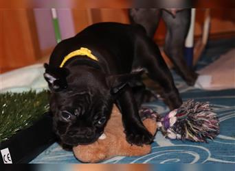 Französische Bulldogge Welpen m/w 11 Wochen alt