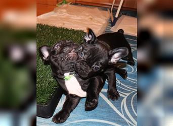 Französische Bulldogge Welpe 14 Wochen alt