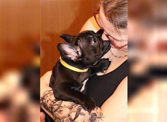 Französische Bulldogge Welpen m/w 12 Wochen alt