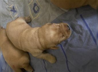 Labrador Welpen gelbe Hündin, foxred Rüden mit Papieren